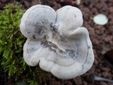 Entoloma undatum image