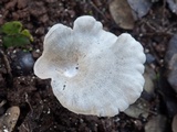 Entoloma undatum image