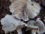 Entoloma undatum image