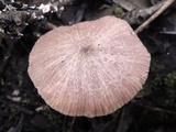 Entoloma roseum image