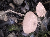 Entoloma roseum image