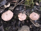 Entoloma roseum image