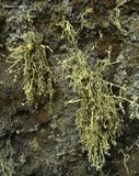 Ramalina intermedia image