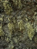 Ramalina intermedia image