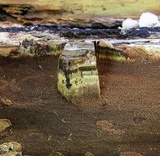 Inonotus andersonii image