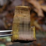 Inonotus andersonii image
