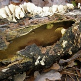 Inonotus andersonii image