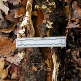 Inonotus andersonii image
