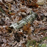 Inonotus andersonii image