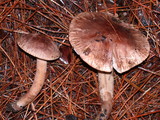 Tricholoma muricatum image