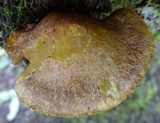 Boletinellus exiguus image
