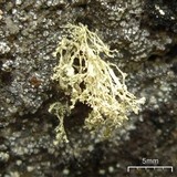 Ramalina intermedia image