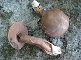 Tylopilus porphyrosporus image
