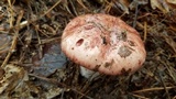 Hygrophorus russula image