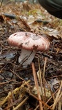 Hygrophorus russula image