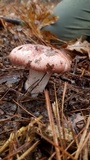 Hygrophorus russula image