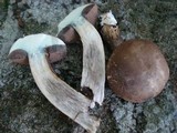 Tylopilus porphyrosporus image