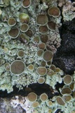Physcia pumilior image