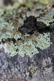 Physcia pumilior image