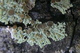 Physcia pumilior image