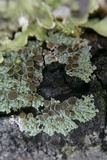 Physcia pumilior image
