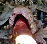 Imperator rhodopurpureus image