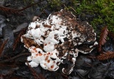 Abortiporus biennis image