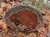 Stereum sanguinolentum image