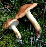 Tricholoma fulvum image