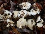 Hygrophorus subsordidus image