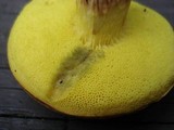 Boletus ferrugineus image