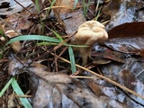 Clavariadelphus unicolor image