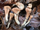 Clavariadelphus unicolor image