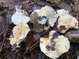 Hydnum albomagnum image