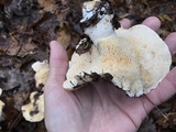 Hydnum albomagnum image