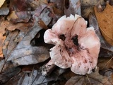 Hygrophorus russula image