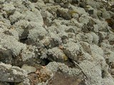 Stereocaulon paschale image