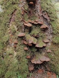 Phellinus chrysoloma image