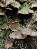 Phellinus chrysoloma image