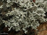 Stereocaulon paschale image