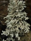 Stereocaulon paschale image