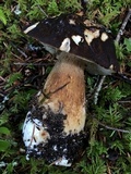 Boletus fibrillosus image