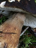 Boletus fibrillosus image