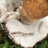 Boletus fibrillosus image