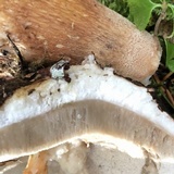 Boletus fibrillosus image