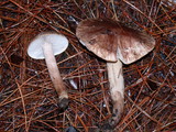 Tricholoma muricatum image