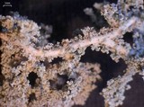 Stereocaulon paschale image