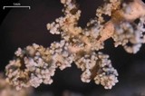 Stereocaulon paschale image