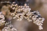 Stereocaulon paschale image