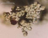 Stereocaulon paschale image
